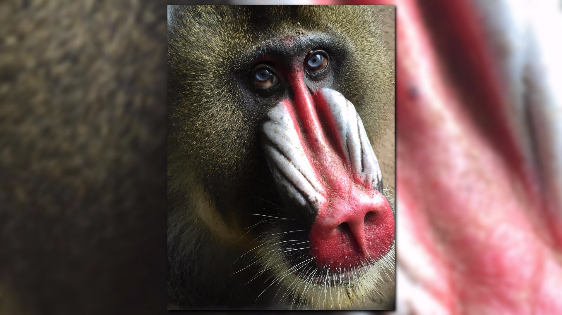 Jacksonville Zoo mourns death of Mandrill Rafiki